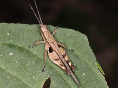Xiphiola cyanoptera