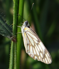 Belenois aurota