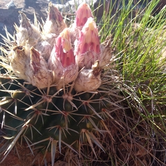 Parodia mammulosa