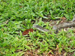 Pantherophis spiloides image