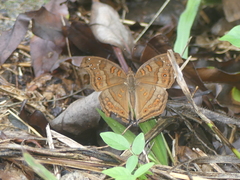 Junonia goudotii