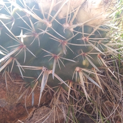 Parodia mammulosa