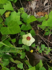 Pavonia cancellata
