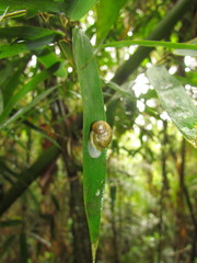 Simpulopsis