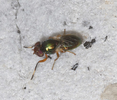 Physiphora clausa