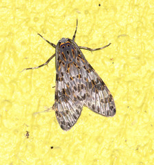 Eucereon myrina