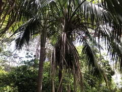 Howea forsteriana