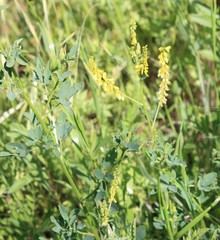 Melilotus officinalis