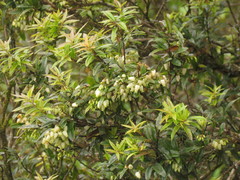 Agarista eucalyptoides