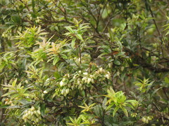 Agarista eucalyptoides