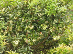 Agarista eucalyptoides