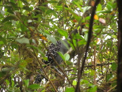 Batara cinerea