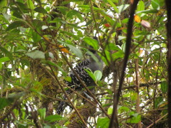 Batara cinerea