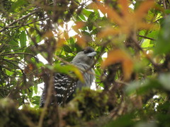 Batara cinerea