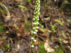 Prescottia densiflora
