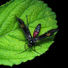 Pedinopelte