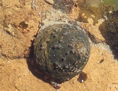 Bembicium