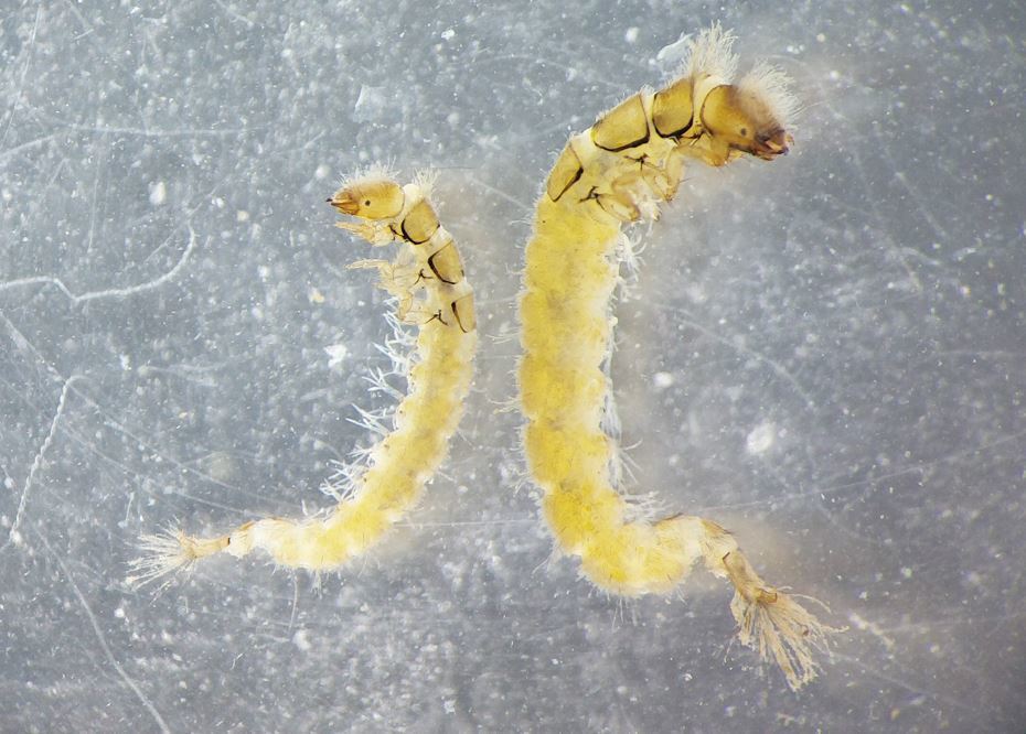 Cheumatopsyche lepida
