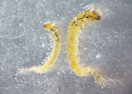 Cheumatopsyche lepida