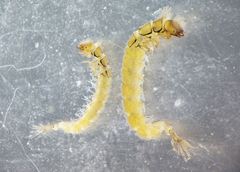 Cheumatopsyche lepida