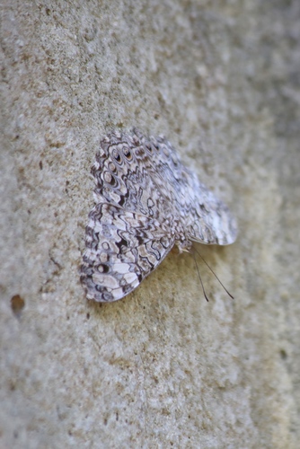 Mariposa tronadora gris