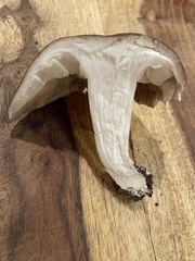 Lyophyllum loricatum