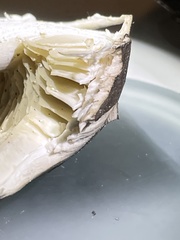 Lyophyllum loricatum