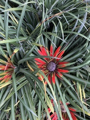 Fascicularia bicolor bicolor