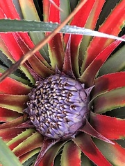 Fascicularia bicolor bicolor