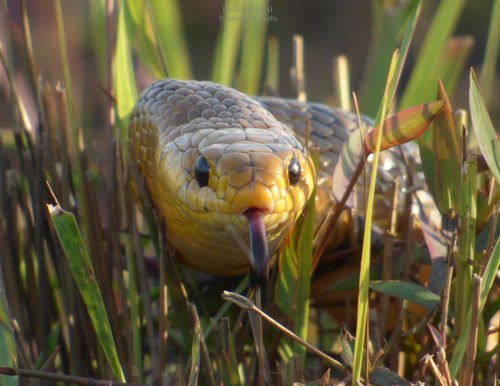 Indigo Snake, Drymarchon corais