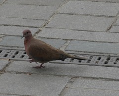 Streptopelia senegalensis