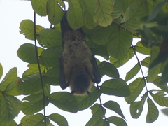 Pteropus seychellensis comorensis