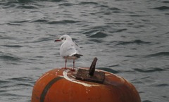 Chroicocephalus ridibundus