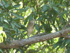 Ardeola idae