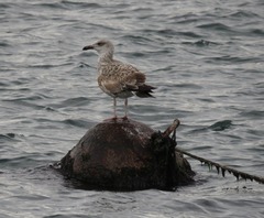 Larus michahellis