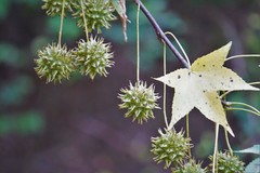 Cercospora liquidambaris