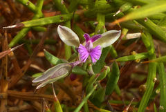 Polygala rupestris