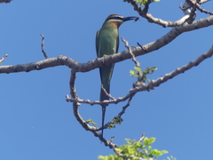 Merops superciliosus