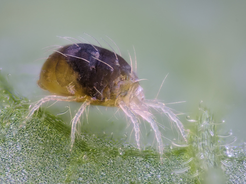 Twospotted Spider Mite