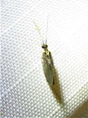 Sympherobius occidentalis