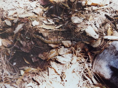 Crotalus morulus
