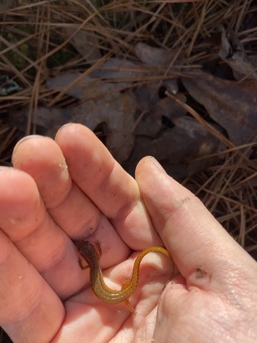 Carolina Sandhills Salamander, Eurycea arenicola
