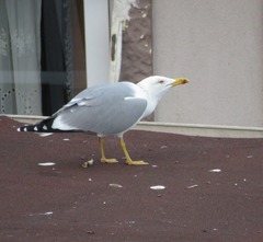 Larus michahellis