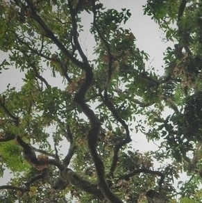 Mangifera indica - Whole tree