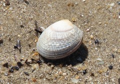 Katelysia rhytiphora