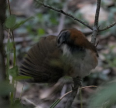 Pterorhinus pectoralis