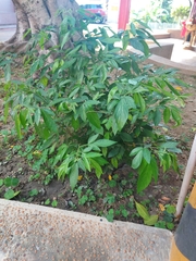 Ohwia caudata