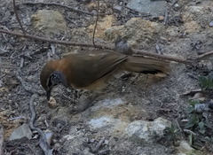 Pterorhinus pectoralis