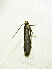 Chionodes discoocellella