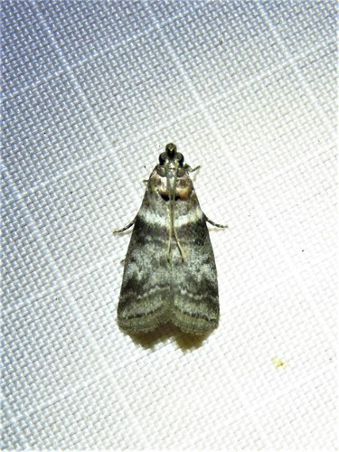 Sweetgum Leafroller Moth photo 3